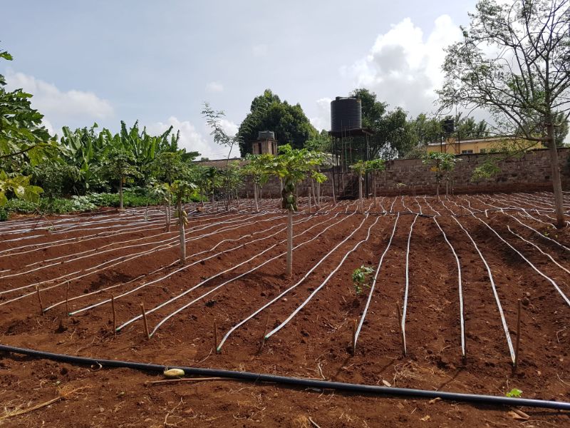 Drip irrigation system, powered with sunlight pump