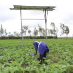Installation de panneaux solaires dans les champs